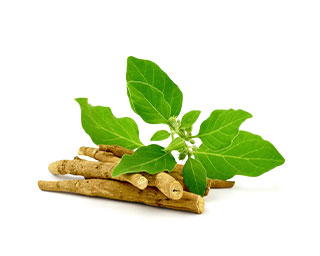 Alpha Surge is made of Ashwagandha Extract